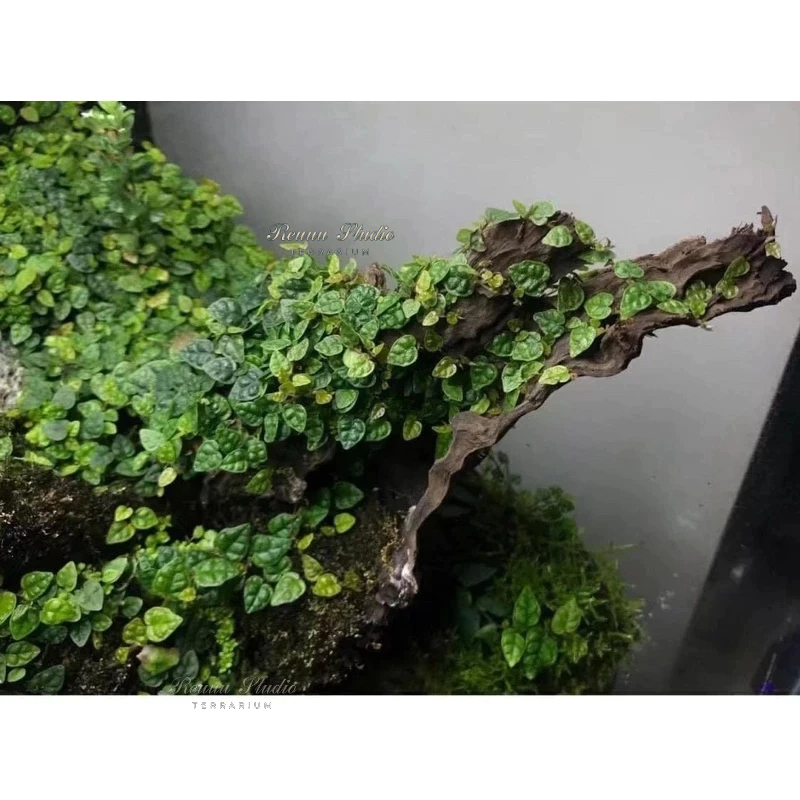 Cây vẩy ốc lá phong vẩy ốc minima, cây dây leo trang trí bể terrarium,bán cạn.
