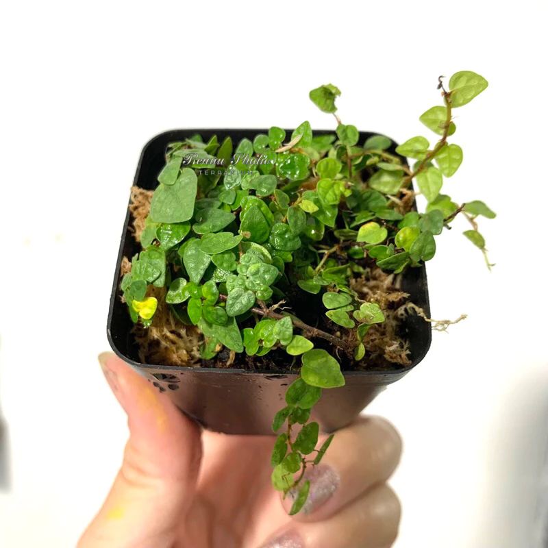 Cây vẩy ốc lá phong vẩy ốc minima, cây dây leo trang trí bể terrarium,bán cạn.