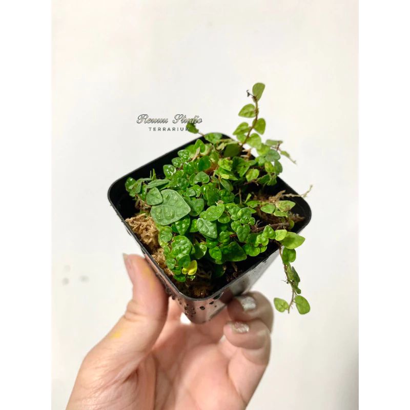 Cây vẩy ốc lá phong vẩy ốc minima, cây dây leo trang trí bể terrarium,bán cạn.