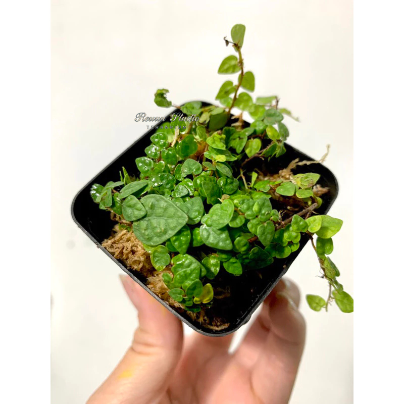Cây vẩy ốc lá phong vẩy ốc minima, cây dây leo trang trí bể terrarium,bán cạn.