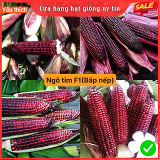 Hạt Giống Ngô Bắp Nếp Tím Nữ Hoàng (Hàng Cty Chất Lượng F1) Dễ Trồng, Kháng Sâu Bệnh, Thu Hoạch Sớm