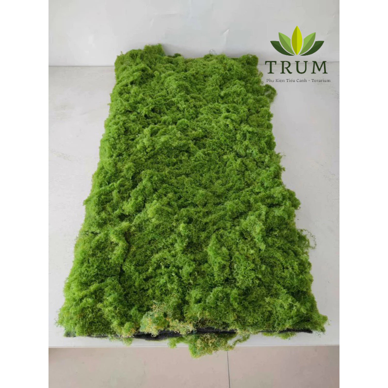 Thảm cỏ rêu phồng dày decor 100x100cm ( nguyên tấm) | Shopee Việt Nam