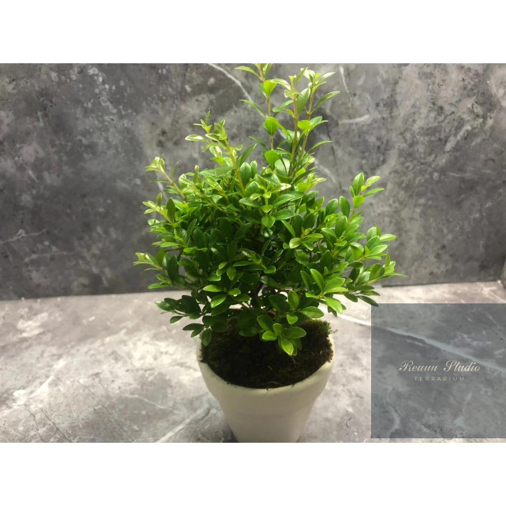 Cây tiểu điệp xích nam, Syzygium buxifolium chơi tiểu cảnh terrarium , bán cạn rất đẹp