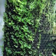 Vải giữ ẩm cho cây,vải gắn rêu dùng trong bán cạn, terrarium