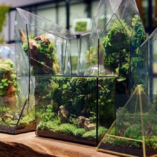 Vải giữ ẩm cho cây,vải gắn rêu dùng trong bán cạn, terrarium