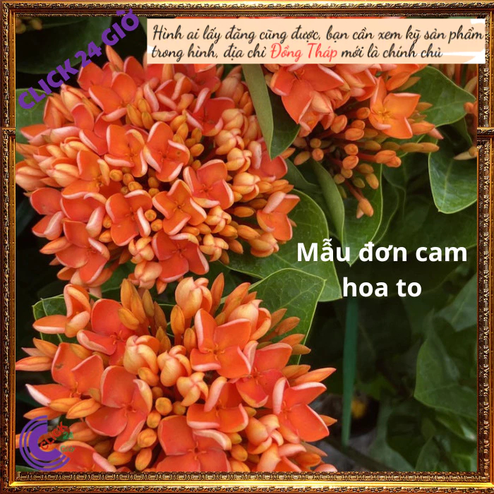 Chậu hoa mẫu đơn cam giống hoa trang lá to hoa to🕹 Hoa Mười Giờ Bonsai & Phụ Kiện