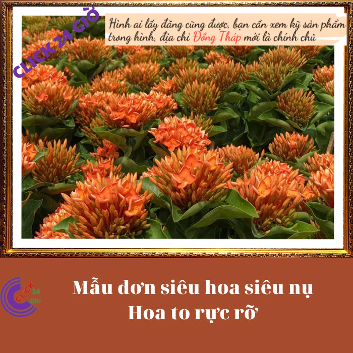 Chậu hoa mẫu đơn cam giống hoa trang lá to hoa to🕹 Hoa Mười Giờ Bonsai & Phụ Kiện