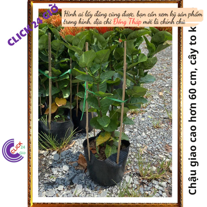Chậu hoa mẫu đơn cam giống hoa trang lá to hoa to🕹 Hoa Mười Giờ Bonsai & Phụ Kiện