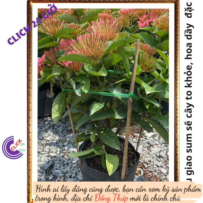 Chậu hoa mẫu đơn HỒNG giống hoa trang lá to hoa to đẹp mê li 🔦 Hoa Mười Giờ Bonsai & Phụ Kiện