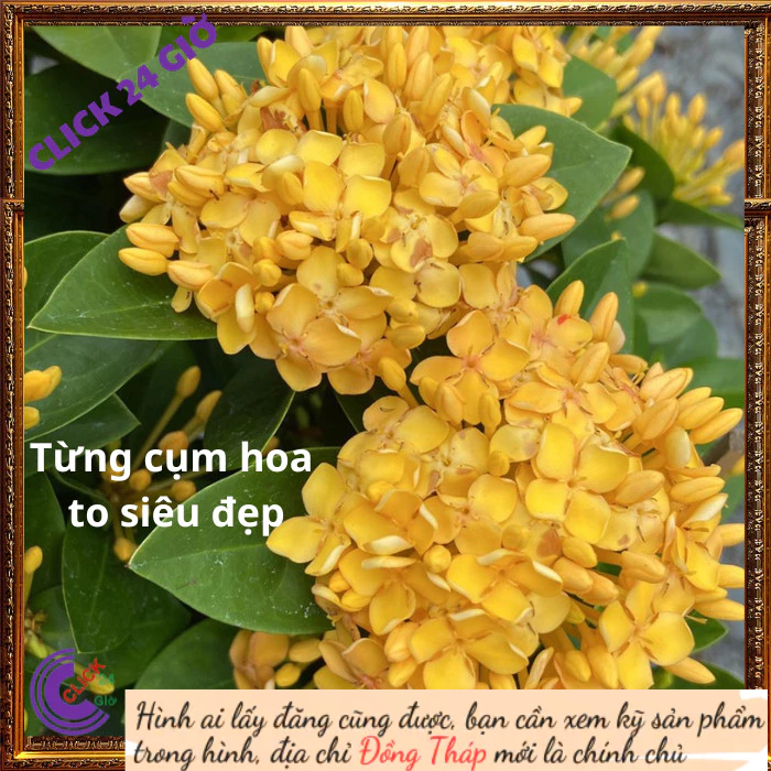Chậu hoa mẫu đơn VÀNG giống hoa trang lá to hoa to đẹp rạng ngời 📟 Hoa Mười Giờ Bonsai & Phụ Kiện