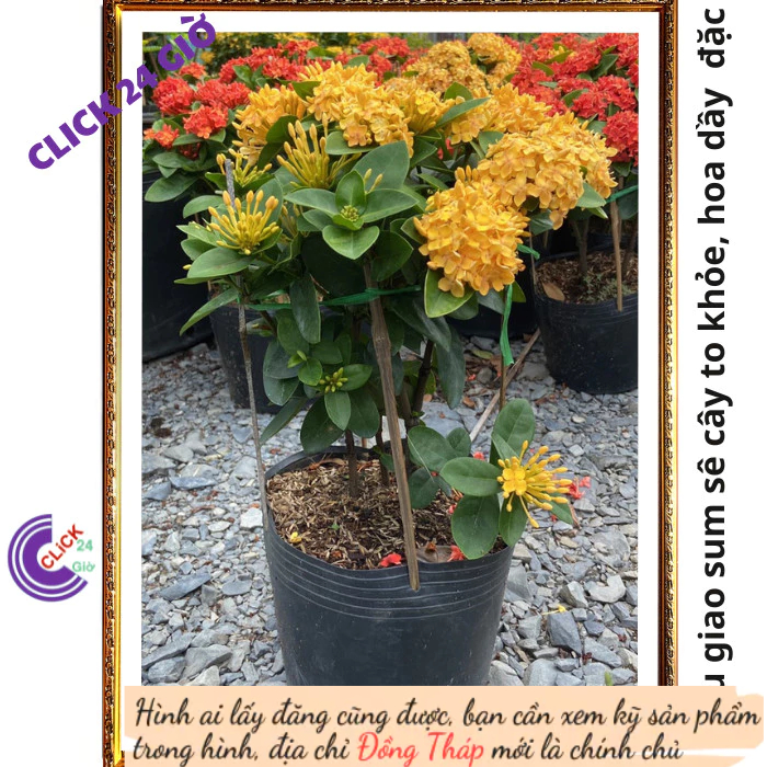 Chậu hoa mẫu đơn VÀNG giống hoa trang lá to hoa to đẹp rạng ngời 📟 Hoa Mười Giờ Bonsai & Phụ Kiện