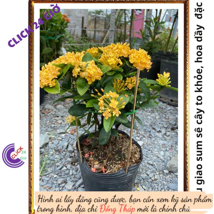 Chậu hoa mẫu đơn VÀNG giống hoa trang lá to hoa to đẹp rạng ngời 📟 Hoa Mười Giờ Bonsai & Phụ Kiện