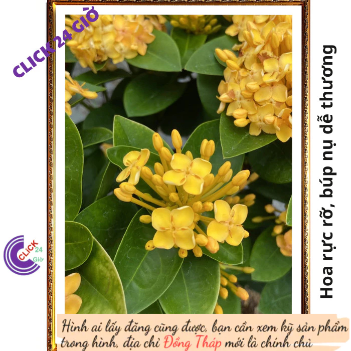Chậu hoa mẫu đơn VÀNG giống hoa trang lá to hoa to đẹp rạng ngời 📟 Hoa Mười Giờ Bonsai & Phụ Kiện