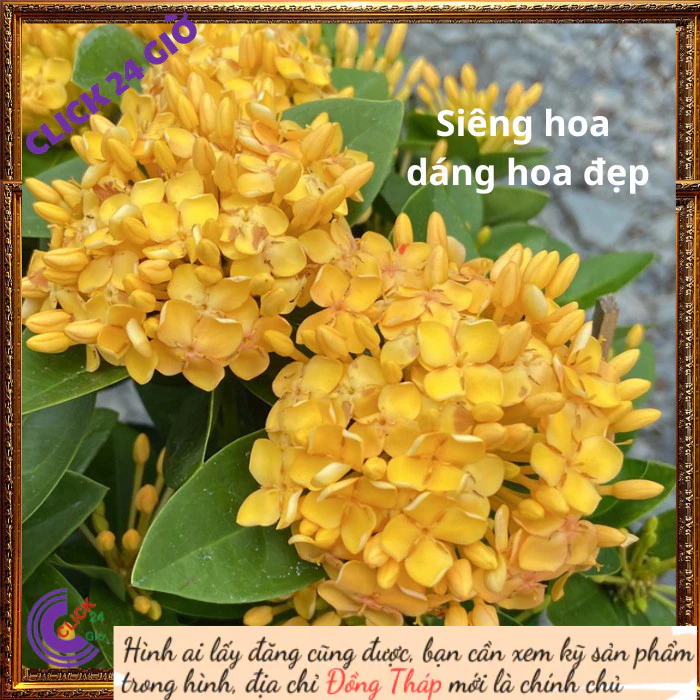 Chậu hoa mẫu đơn VÀNG giống hoa trang lá to hoa to đẹp rạng ngời 📟 Hoa Mười Giờ Bonsai & Phụ Kiện
