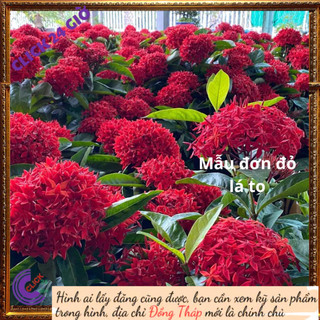 Chậu hoa mẫu đơn đỏ giống hoa trang lá to hoa to rực rỡ siêu đẹp 💽 Hoa Mười Giờ Bonsai & Phụ Kiện