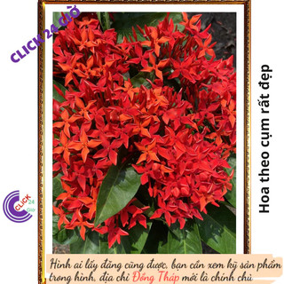 Chậu hoa mẫu đơn đỏ giống hoa trang lá to hoa to rực rỡ siêu đẹp 💽 Hoa Mười Giờ Bonsai & Phụ Kiện
