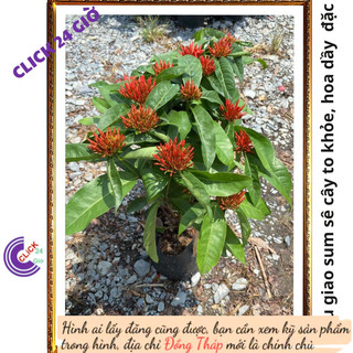 Chậu hoa mẫu đơn đỏ giống hoa trang lá to hoa to rực rỡ siêu đẹp 💽 Hoa Mười Giờ Bonsai & Phụ Kiện
