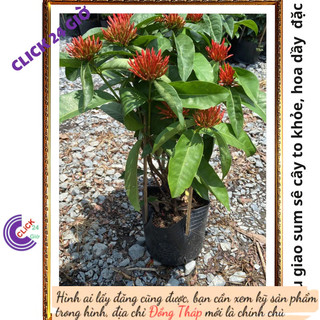 Chậu hoa mẫu đơn đỏ giống hoa trang lá to hoa to rực rỡ siêu đẹp 💽 Hoa Mười Giờ Bonsai & Phụ Kiện
