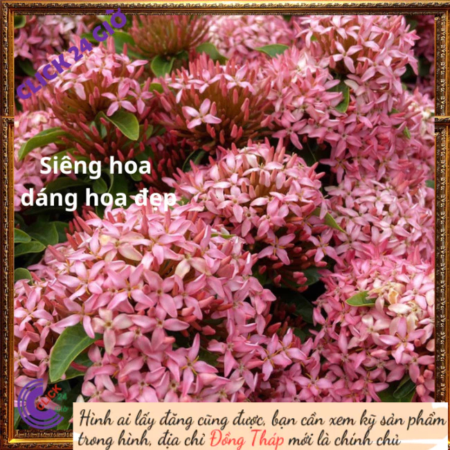 Chậu hoa mẫu đơn HỒNG giống hoa trang lá nhỏ hoa to được yêu thích💾 Hoa Mười Giờ Bonsai & Phụ Kiện