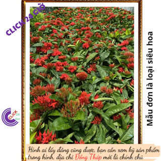 Chậu hoa mẫu đơn đỏ giống hoa trang lá to hoa to rực rỡ siêu đẹp 💽 Hoa Mười Giờ Bonsai & Phụ Kiện