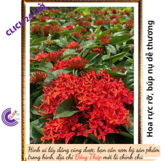 Chậu hoa mẫu đơn đỏ giống hoa trang lá to hoa to rực rỡ siêu đẹp 💽 Hoa Mười Giờ Bonsai & Phụ Kiện