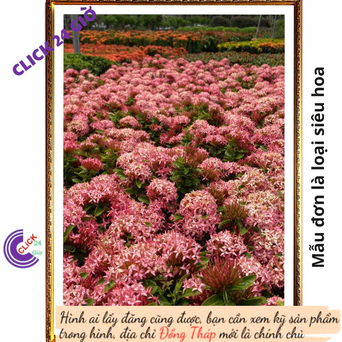 Chậu hoa mẫu đơn HỒNG giống hoa trang lá nhỏ hoa to được yêu thích💾 Hoa Mười Giờ Bonsai & Phụ Kiện