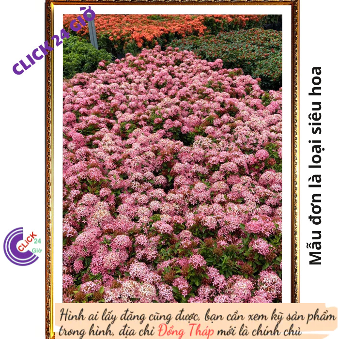 Chậu hoa mẫu đơn HỒNG giống hoa trang lá nhỏ hoa to được yêu thích💾 Hoa Mười Giờ Bonsai & Phụ Kiện