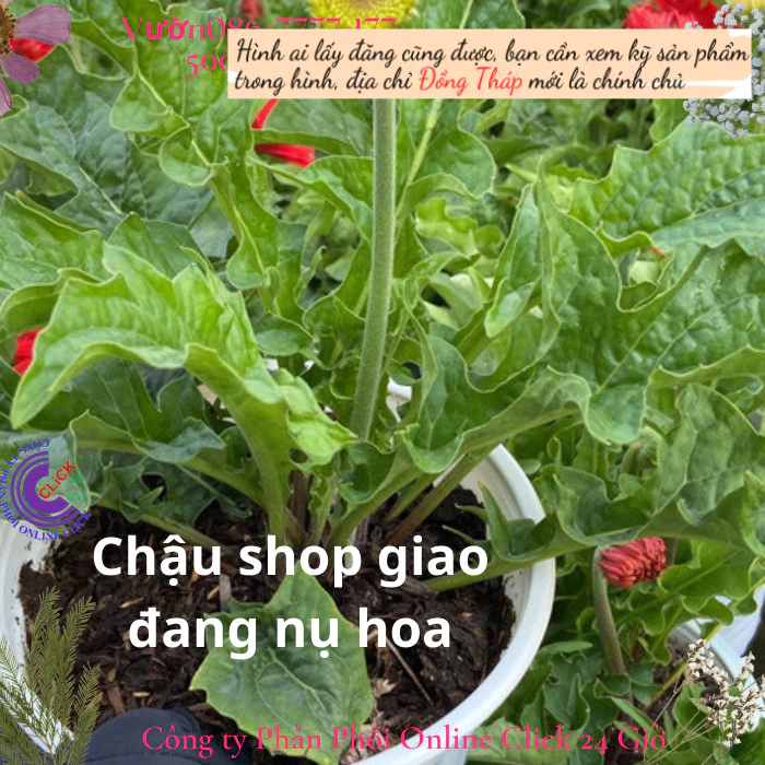 Chậu hoa đồng tiền cao tím sáng cúc đồng tiền ta chịu nắng nóng🌟 Hoa Mười Giờ Bonsai & Phụ Kiện