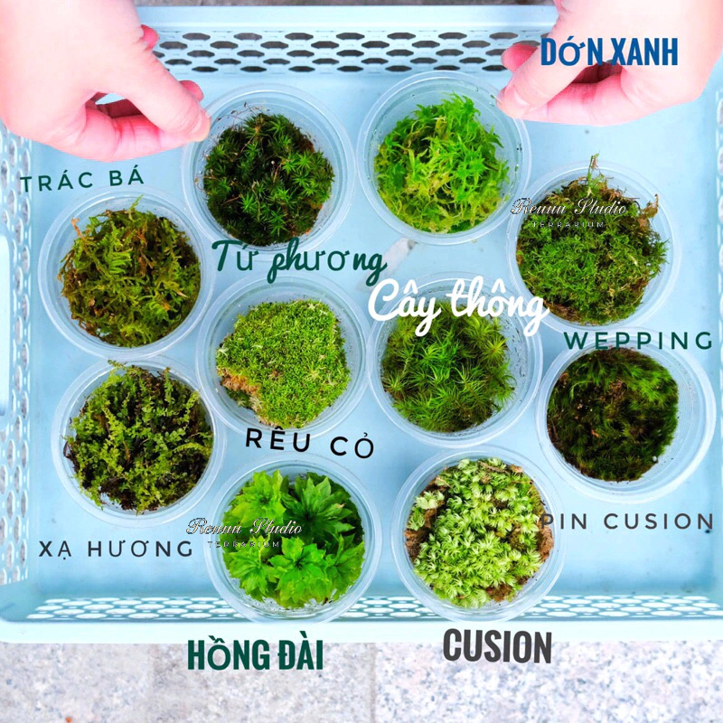 Rêu mix terrarium 10 loại khác nhau giúp bạn đa dạng lựa chọn | Shopee ...