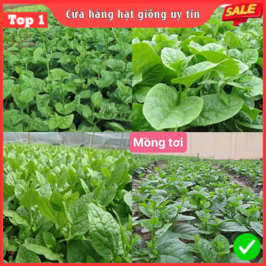 Hạt Giống Rau Mồng Tơi F1 Loại Siêu Dễ Trồng, Dễ Thu Hoạch Năng Suất Cao