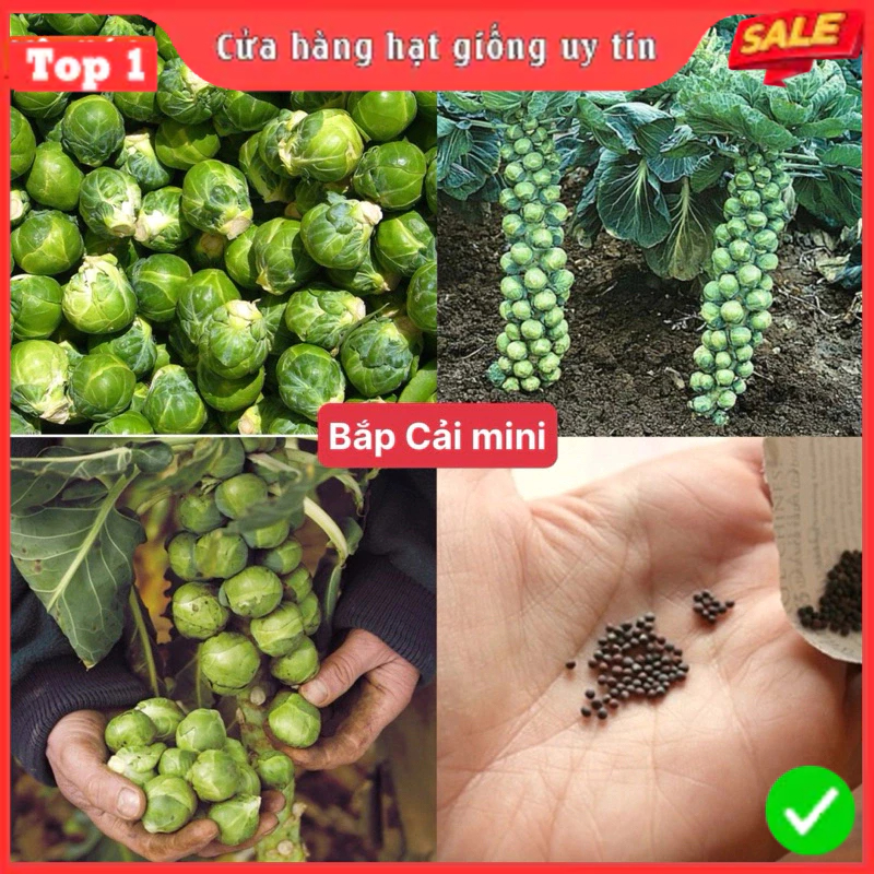 Hạt Giống Bắp Cải Mini F1 Nhập Khẩu Đức Hạt To Đều, Tỉ Lệ Nảy Mầm Cao, Siêu Trái, Kháng Sâu Bệnh