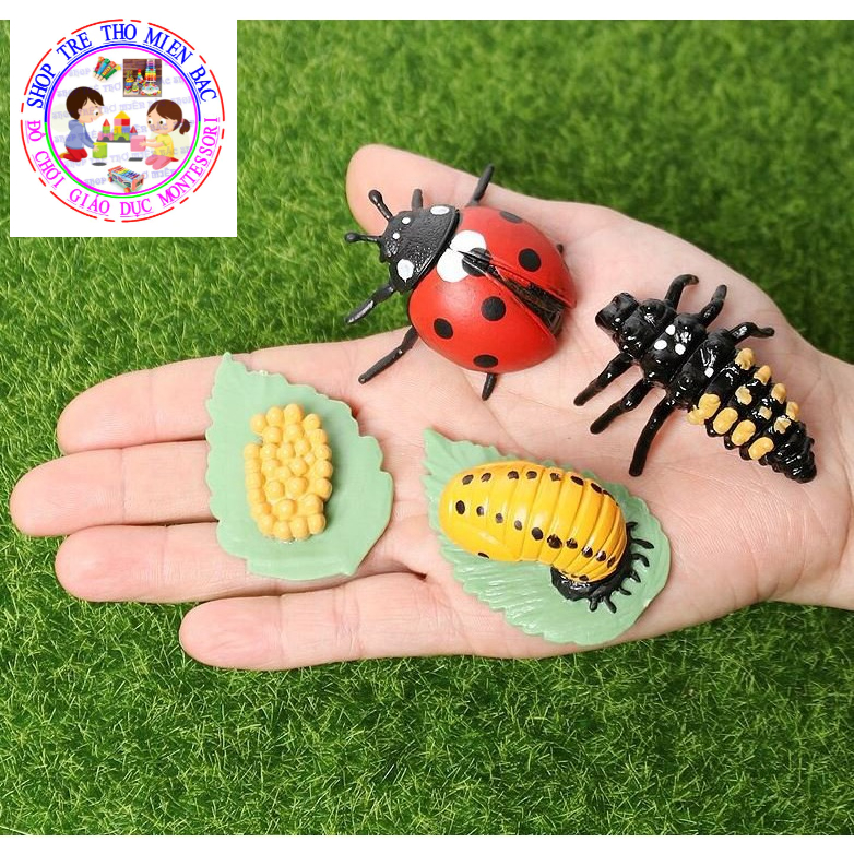 Mô hình vòng đời của bọ rùa - Ladybug life cycle | Shopee Việt Nam