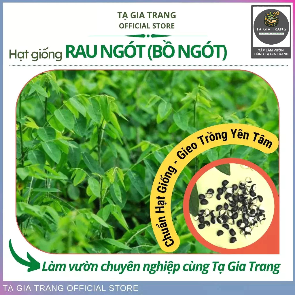 Hạt giống rau ngót ta (rau bồ ngót) | Shopee Việt Nam