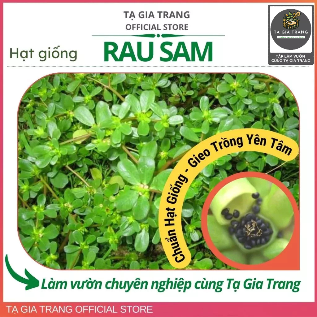 Hạt giống rau sam | Shopee Việt Nam