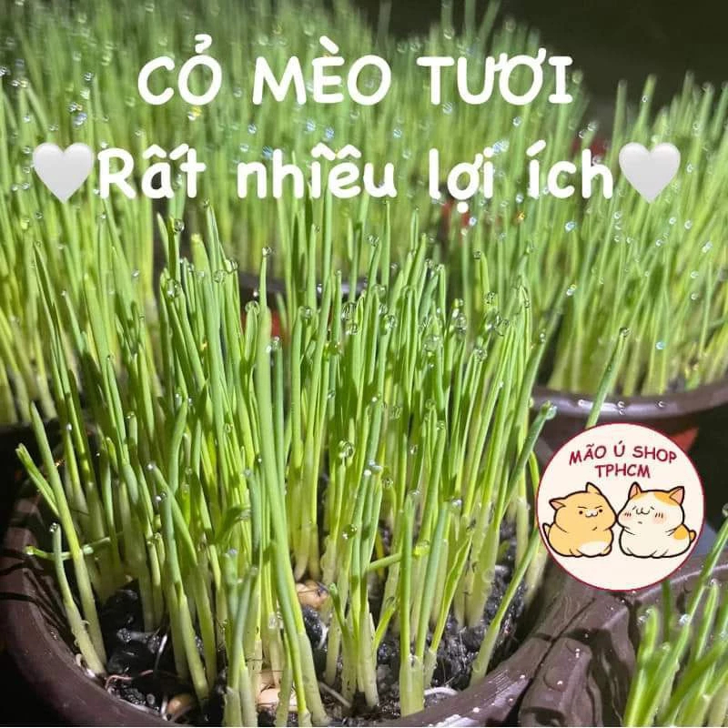 CỎ MÈO TƯƠI / CỎ MÈO TRỒNG SẴN