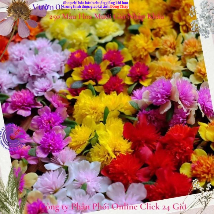 [NỞ CẢ NGÀY] Hoa Sam Kép Cành Giống Hoa Mười Giờ Sam Thái Kép Nhiều Màu Đẹp Tuyệt Hoa Mười Giờ