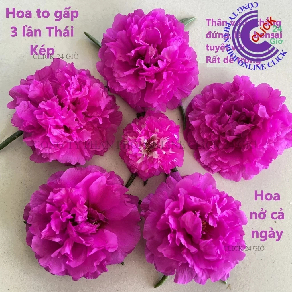 Chậu hoa mười giờ siêu to hoa 10h bông to ngắm hoa ngay️💝 Hoa Mười Giờ Bonsai & Phụ Kiện