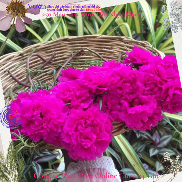 Chậu hoa mười giờ siêu to hoa 10h bông to ngắm hoa ngay️💝 Hoa Mười Giờ Bonsai & Phụ Kiện