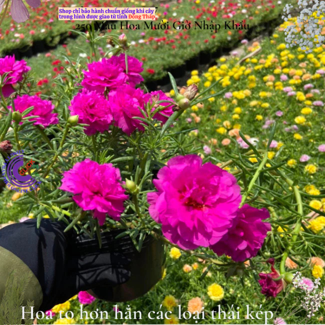 Chậu hoa mười giờ siêu to hoa 10h bông to ngắm hoa ngay️💝 Hoa Mười Giờ Bonsai & Phụ Kiện