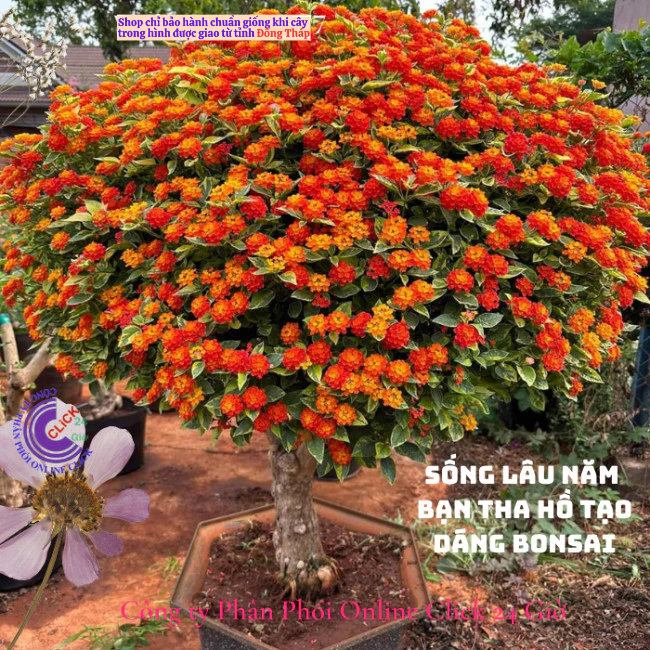Hoa ngũ sắc đỏ cam 1 siêu bông hoa tứ quý thái nở quanh năm 🍁 Hoa Mười Giờ Bonsai & Phụ Kiện
