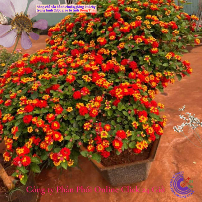 Hoa ngũ sắc đỏ cam 1 siêu bông hoa tứ quý thái nở quanh năm 🍁 Hoa Mười Giờ Bonsai & Phụ Kiện
