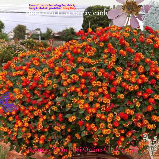 Hoa ngũ sắc đỏ cam 1 siêu bông hoa tứ quý thái nở quanh năm 🍁 Hoa Mười Giờ Bonsai & Phụ Kiện