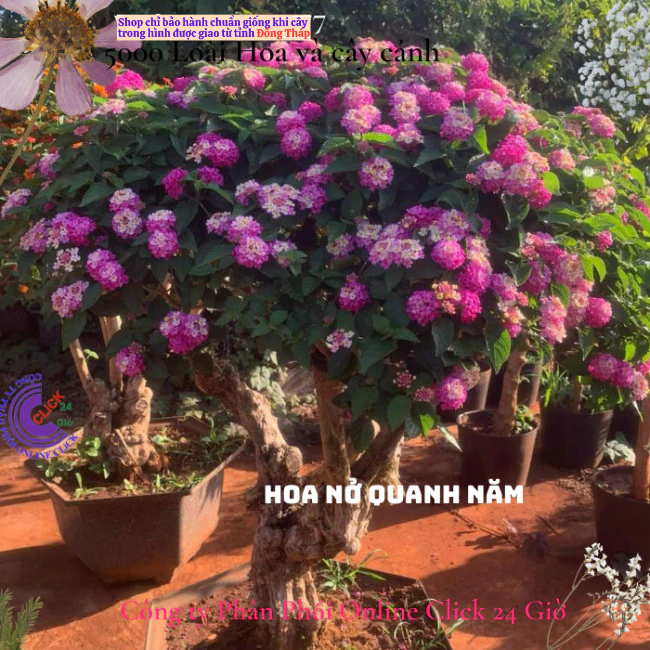 Hoa trâm ổi giống hoa ngũ sắc thái hồng sen kem 3 siêu hoa️📐 Hoa Mười Giờ Bonsai & Phụ Kiện
