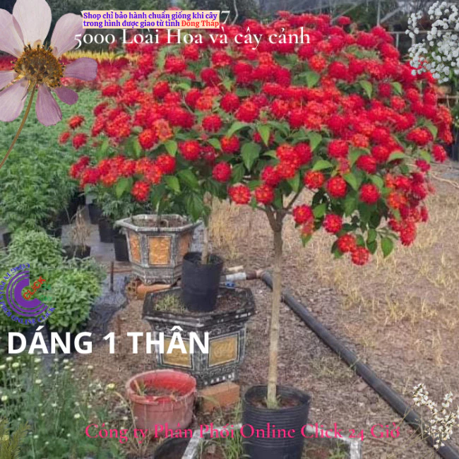 Hoa ngũ sắc đỏ cam 1 siêu bông hoa tứ quý thái nở quanh năm 🍁 Hoa Mười Giờ Bonsai & Phụ Kiện