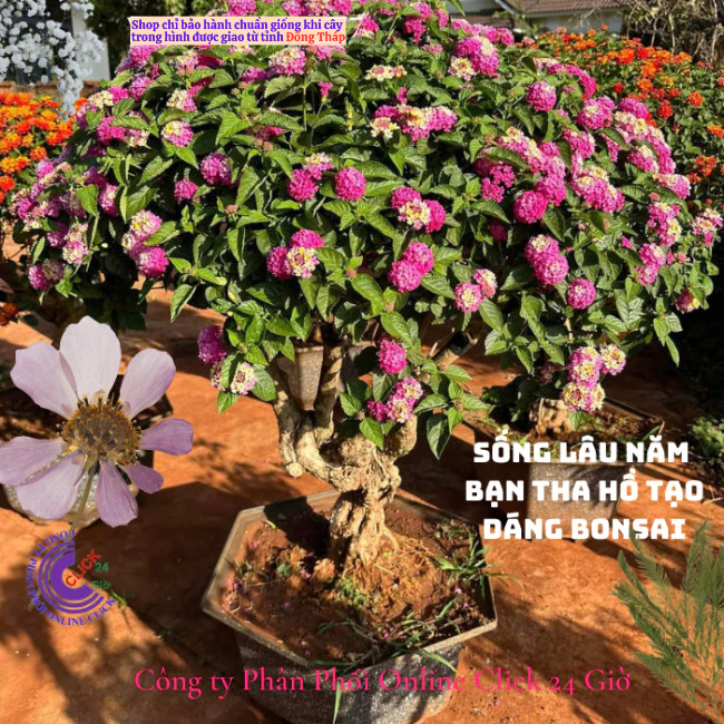 Hoa trâm ổi giống hoa ngũ sắc thái hồng sen kem 3 siêu hoa️📐 Hoa Mười Giờ Bonsai & Phụ Kiện