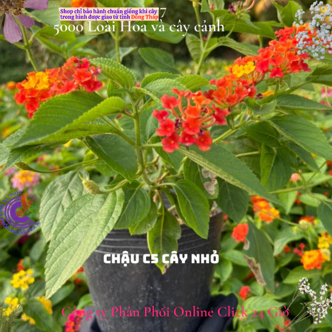 Hoa ngũ sắc đỏ cam 1 siêu bông hoa tứ quý thái nở quanh năm 🍁 Hoa Mười Giờ Bonsai & Phụ Kiện