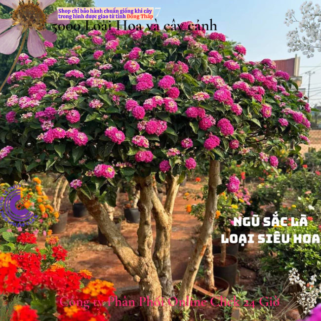 Hoa trâm ổi giống hoa ngũ sắc thái hồng sen kem 3 siêu hoa️📐 Hoa Mười Giờ Bonsai & Phụ Kiện