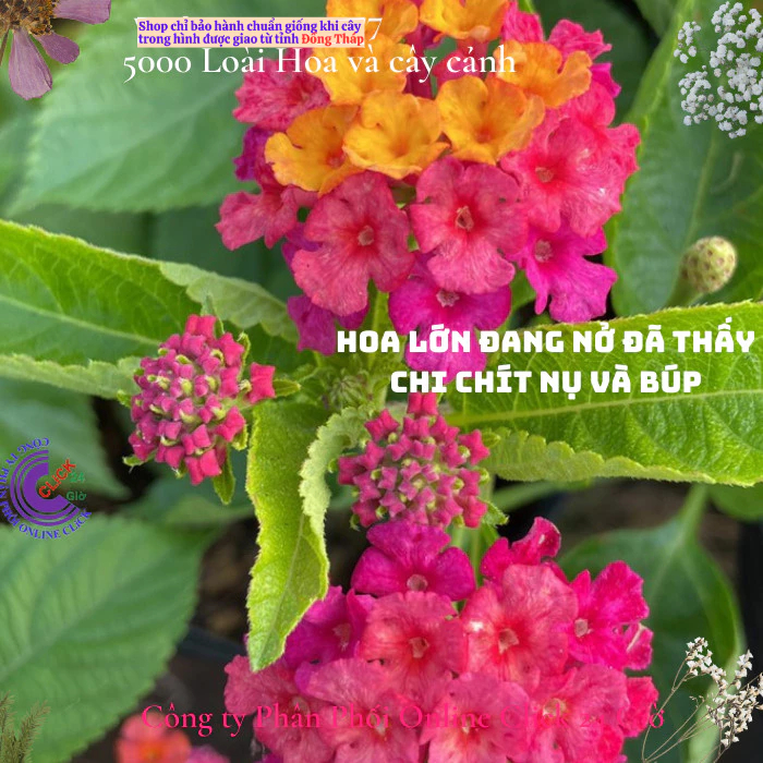 Hoa ngũ sắc tím sen vàng 6 giống hoa thái siêu bông siêu đẹp️🛵 Hoa Mười Giờ Bonsai & Phụ Kiện