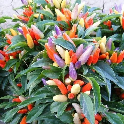 Chậu ớt cảnh đang hoa trái có nhiều loại cho bạn chọn  🍟 Hoa Mười Giờ Bonsai & Phụ Kiện