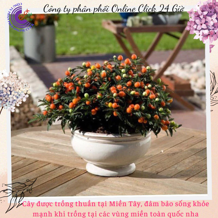 Chậu ớt cảnh đang hoa trái có nhiều loại cho bạn chọn  🍟 Hoa Mười Giờ Bonsai & Phụ Kiện